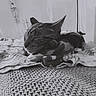 animal, blanket, cat, closeup, comfort, cozy, feline, fur, home, indoor, monochrome, nap, peaceful, pet, quiet, relaxation, resting, sleeping, soft, texture
