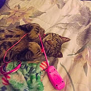 Little Guy is registered to the contest to win money with this photo: animal, bed, blanket, cat, comfortable, cozy, cute, domestic_animal, feline, floral_pattern, indoor, paws, pet, pink_toy, relaxed, resting, sleeping, striped, tabby, toy