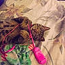 animal, bed, blanket, cat, comfortable, cozy, cute, domestic_animal, feline, floral_pattern, indoor, paws, pet, pink_toy, relaxed, resting, sleeping, striped, tabby, toy