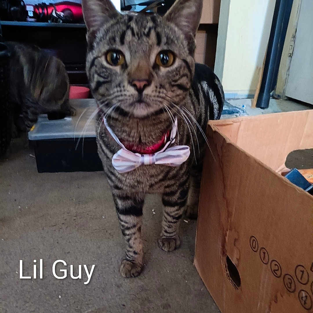 Little Guy