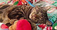 Little Guy joined the competition — help win amazing prizes! blanket, cat, colorful, comfort, cozy, cute, feline, fur, home, indoor, nap, pet, plush_toy, relaxed, resting, sleeping, soft, tabby, toys, whiskers