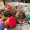 Little Guy joined the competition — help win amazing prizes! blanket, cat, colorful, comfort, cozy, cute, feline, fur, home, indoor, nap, pet, plush_toy, relaxed, resting, sleeping, soft, tabby, toys, whiskers