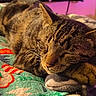 Little Guy is registered to the contest to win money with this photo: animal, blanket, cat, closeup, comfort, cozy, cute, domestic_animal, feline, fur, indoor, paw, pet, relaxation, resting, sleeping, soft, tabby_cat, warm_lighting, whiskers