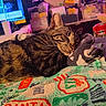 blanket, cat, close_up, comfort, cozy, domestic_animal, fleece, fur, holiday_theme, home, indoor, pet, relaxation, resting, sleeping, soft_lighting, storage_boxes, striped, tabby_cat, television