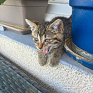 Nathalie Vindret a rejoint le concours — aidez-le/la à gagner de superbes lots ! kitten, cat, tabby, animal, pet, tongue_out, plant_pot, curious, cute, whiskers, ears, feline, outdoor, ledges, close_up, young_animal, tiny, fur, paws, window