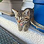 kitten, cat, tabby, animal, pet, tongue_out, plant_pot, curious, cute, whiskers, ears, feline, outdoor, ledges, close_up, young_animal, tiny, fur, paws, window