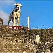 Horus a rejoint le concours — aidez-le/la à gagner de superbes lots ! dog, white_dog, black_patch, steps, stone, outdoor, daylight, sky, blue_sky, grass, rock, harness, canine, animal, pet, nature, standing, alert, watchful, outdoors