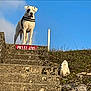 dog, white_dog, black_patch, steps, stone, outdoor, daylight, sky, blue_sky, grass, rock, harness, canine, animal, pet, nature, standing, alert, watchful, outdoors