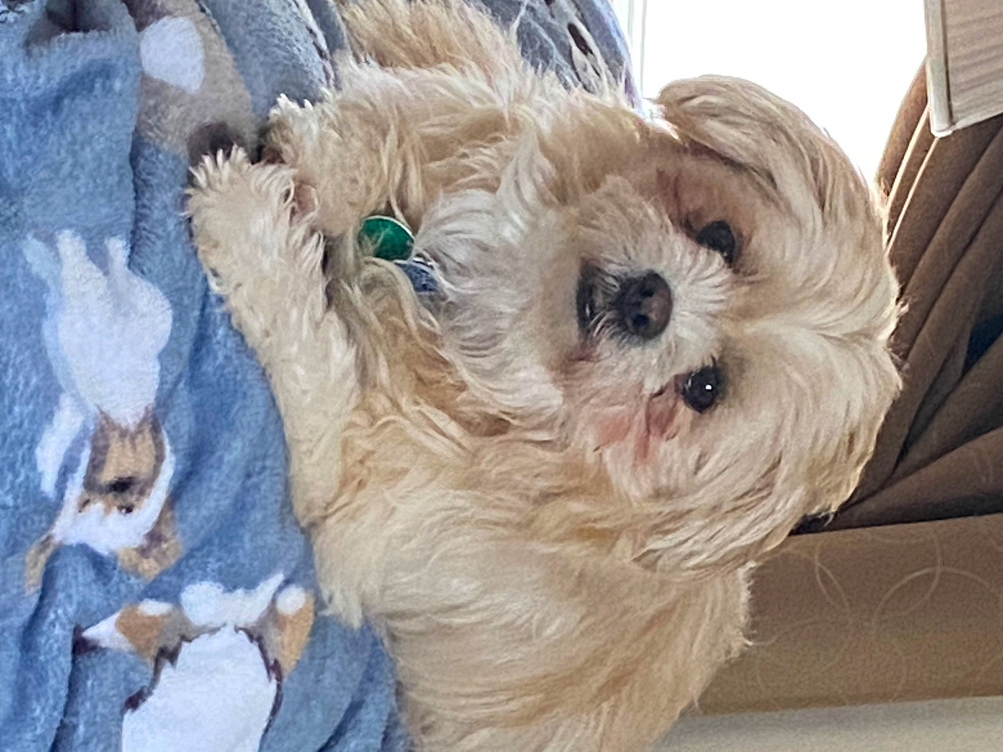 Sage joined the competition — help win amazing prizes! canidae, carnivore, companion_dog, dog, dog_breed, dog_supply, fawn, fur, maltepoo, painting, poodle_crossbreed, puppy_love, small_terrier, snout, sporting_group, terrier, toy, toy_dog, working_animal, yorkipoo