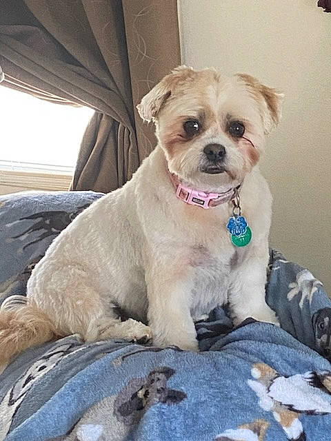 Sage is registered to the contest to win money with this photo: canidae, carnivore, collar, companion_dog, dog, dog_breed, dog_clothes, dog_collar, dog_supply, fawn, fur, leash, non_sporting_group, pet_supply, sporting_group, terrier, toy_dog, whiskers, working_animal, wrinkle