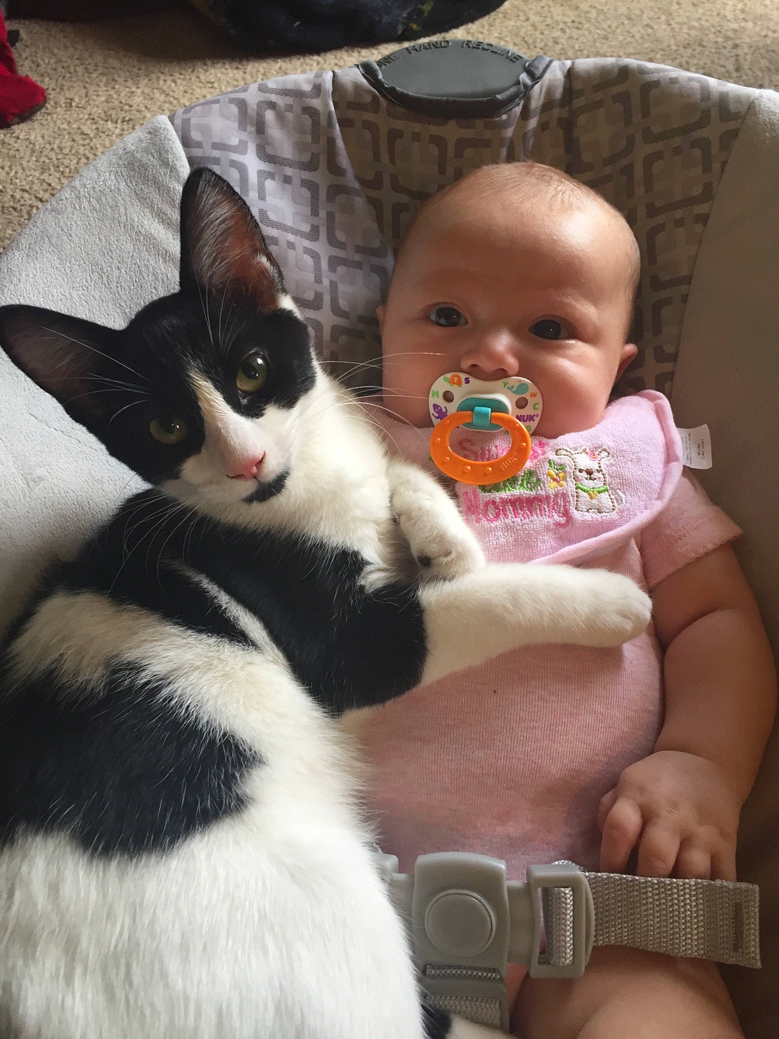 Annalisa joined the competition — help win amazing prizes! baby, carnivore, cat, child, ear, fawn, felidae, lap, leg, person, skin, small_to_medium_sized_cats, toddler