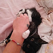 Yara a rejoint le concours — aidez-le/la à gagner de superbes lots ! accessories, animal, ankle, anklet, bed, blanket, bodypart, bracelet, cat, couch, finger, furniture, hand, jewelry, kitten, manx, ornament, person, pet, wrist