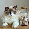 Amour participe au concours pour gagner de l'argent avec cette photo : cat, blue_eyes, fluffy_fur, white_fur, brown_fur, wooden_surface, glass_jar, seashells, indoor, pet, animal, relaxed, close_up, table, domestic_cat, cute, portrait, feline, still_life, decor