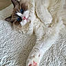 Amour a rejoint le concours — aidez-le/la à gagner de superbes lots ! cat, fluffy, blue_eyes, white_fur, brown_fur, paw, relaxed, pet, animal, cute, indoor, blanket, resting, fur, whiskers, pink_nose, close_up, stretching, soft, cozy