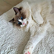 Amour a rejoint le concours — aidez-le/la à gagner de superbes lots ! cat, fluffy, blue_eyes, white_fur, stretching, paw, indoor, blanket, cozy, relaxed, cute, pet, feline, animal, soft, texture, closeup, resting, laying, cute_pet