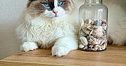 Amour participe au concours pour gagner de l'argent avec cette photo : animal, blue_eyes, brown_fur, cat, cozy, decor, domestic_cat, feline, fluffy, glass_jar, indoor, long_hair, pet, pink_nose, relaxed, resting, seashells, tabletop, white_fur, wooden_table