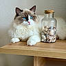 cat, blue_eyes, fluffy, long_hair, indoor, wooden_table, glass_jar, seashells, relaxed, pet, animal, feline, white_fur, brown_fur, pink_nose, domestic_cat, resting, tabletop, decor, cozy