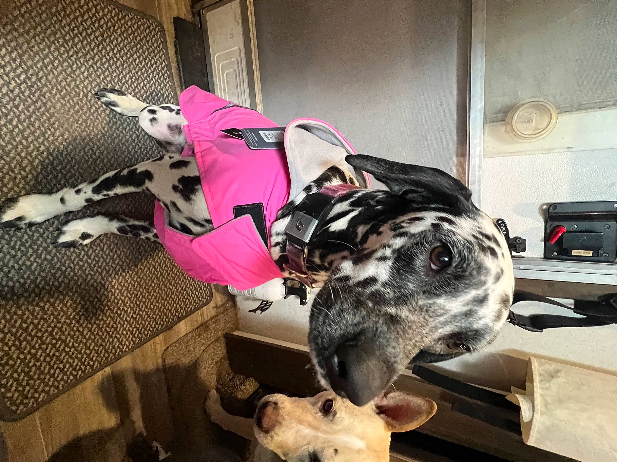 Eclipse is registered to the contest to win money with this photo: backpack, bag, canidae, carnivore, companion_dog, dalmatian, dog, dog_breed, dog_supply, fawn, fur, guard_dog, luggage_and_bags, machine, metal, personal_protective_equipment, room, snout, sporting_group, working_animal