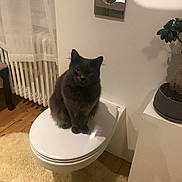 Edgar participe au concours pour gagner de l'argent avec cette photo : animal, bathroom, calm, cat, cozy, curtains, domestic, fur, furniture, gray_cat, indoor, looking, pet, plant, potted_plant, radiator, rug, sitting, toilet, wooden_floor