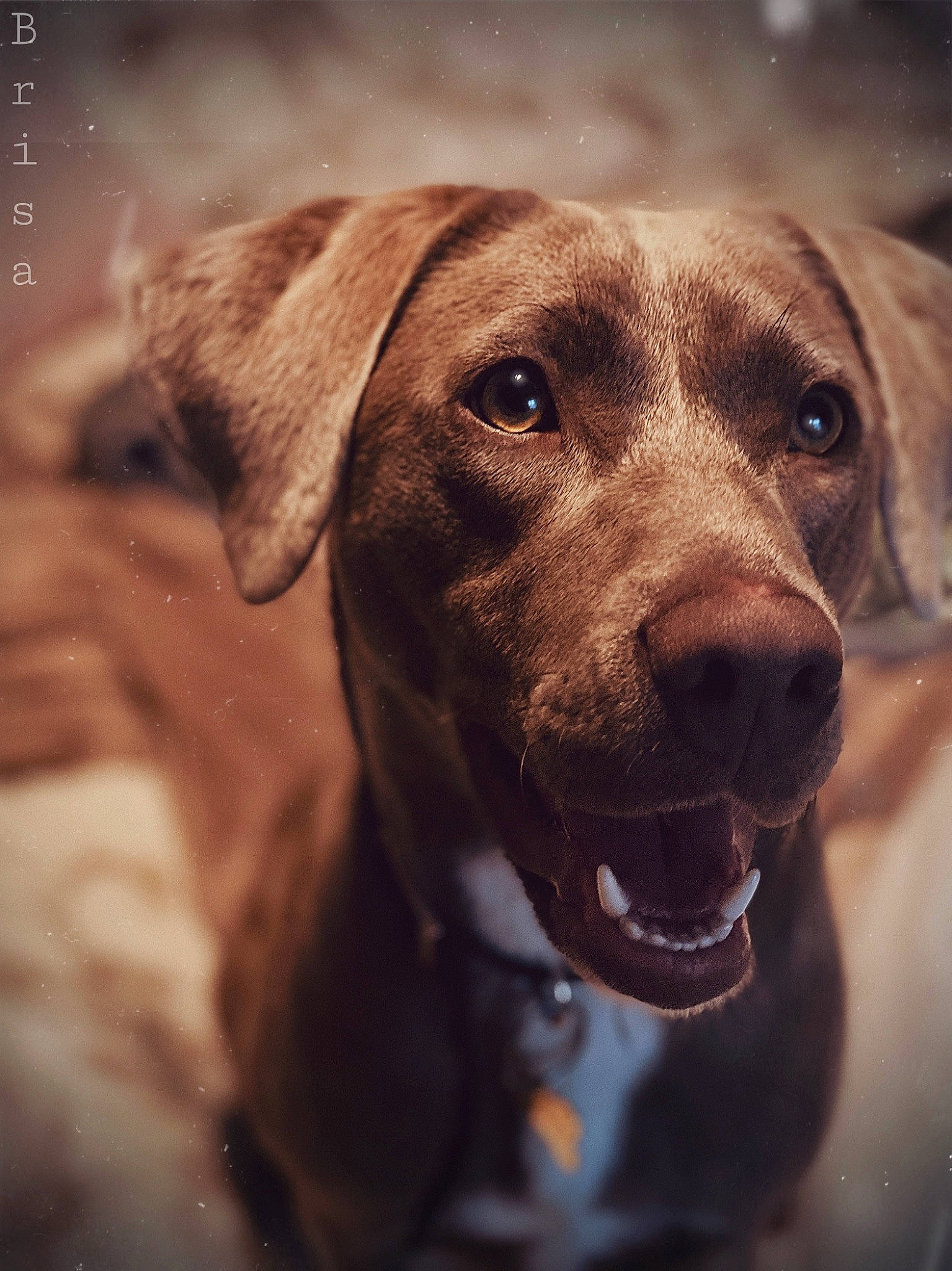 Gray joined the competition — help win amazing prizes! beagador, blue_lacy, canidae, carnivore, dog, dog_breed, fawn, hunting_dog, labrador_retriever, mammal, mountain_cur, snout, sporting_group, vertebrate, vizsla, weimaraner, whiskers