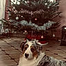 Minus a rejoint le concours — aidez-le/la à gagner de superbes lots ! animal, australian_shepherd, christmas, christmas_tree, cozy, curtains, decorations, dog, festive, floor, holiday, home, indoor, ornaments, pet, relaxed, seasonal, tile, tinsel, window