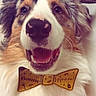 animal, bow_tie, brown_fur, canine, celebration, close_up, cute, dog, face, fluffy, friendly, happy, indoor, new_year, pet, portrait, smiling, teeth, tongue, white_fur