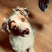Minus participe au concours pour gagner de l'argent avec cette photo : animal, cozy, cute, denim, dog, ears, eyes, floor, fluffy, fur, home, indoor, looking_up, nose, pet, puppy, shadow, sock, wooden_floor, young_dog
