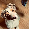 animal, cozy, cute, denim, dog, ears, eyes, floor, fluffy, fur, home, indoor, looking_up, nose, pet, puppy, shadow, sock, wooden_floor, young_dog