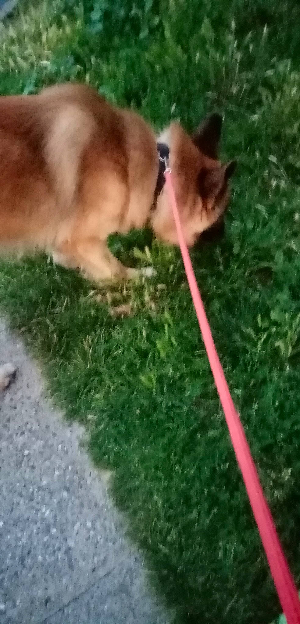 Rasta a rejoint le concours — aidez-le/la à gagner de superbes lots ! canidae, carnivore, collar, companion_dog, dog, dog_breed, fawn, felidae, fur, german_spitz_mittel, grass, leash, pomeranian, small_to_medium_sized_cats, spitz, sporting_group, tail, vertebrate, whiskers, working_dog