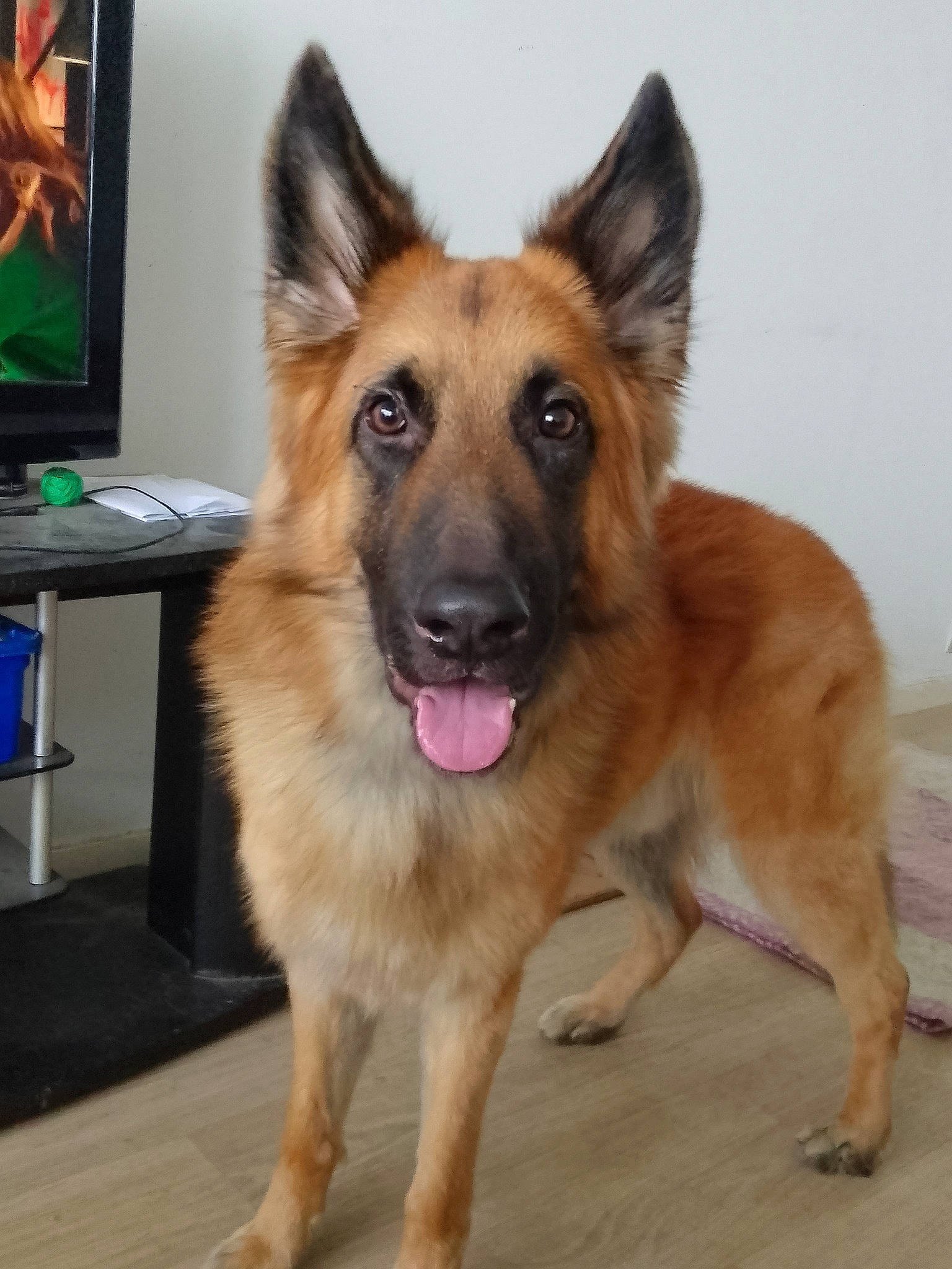 Rasta participe au concours pour gagner de l'argent avec cette photo : canidae, carnivore, companion_dog, desk, display_device, dog, dog_breed, east_european_shepherd, fawn, fur, german_shepherd_dog, herding_dog, king_shepherd, led_backlit_lcd_display, old_german_shepherd_dog, snout, sporting_group, television, whiskers, working_dog