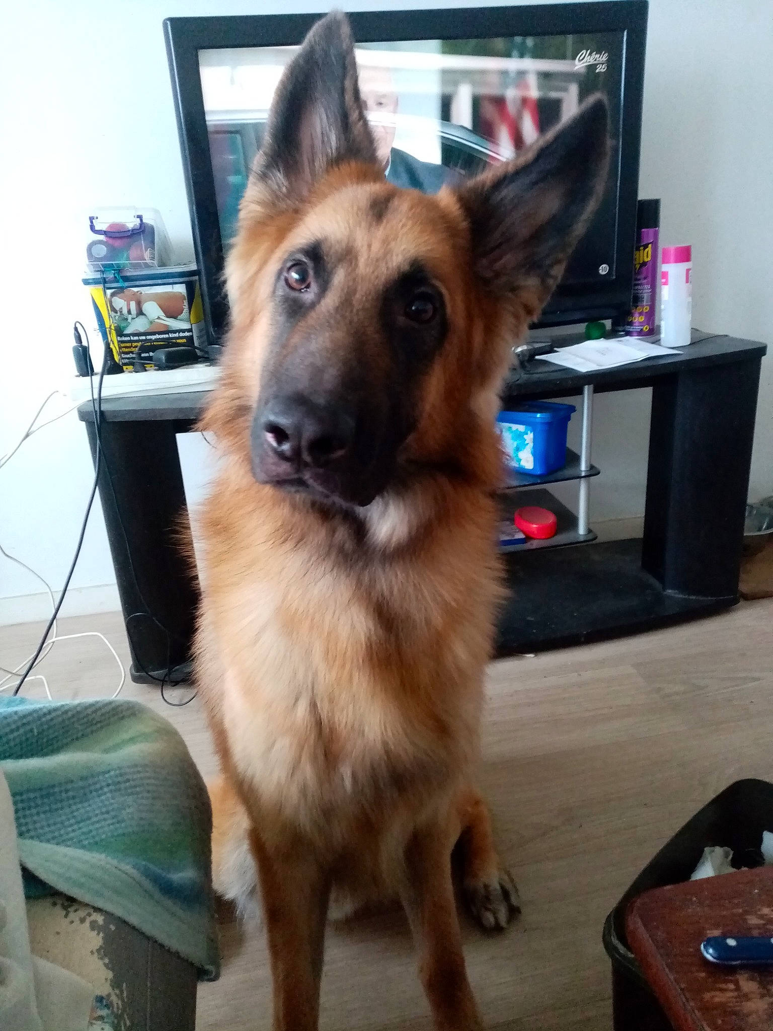 Rasta participe au concours pour gagner de l'argent avec cette photo : cabinetry, carnivore, collar, companion_dog, dog, dog_breed, door, east_european_shepherd, fawn, flooring, fur, german_shepherd_dog, herding_dog, king_shepherd, old_german_shepherd_dog, snout, table, television, whiskers, working_dog