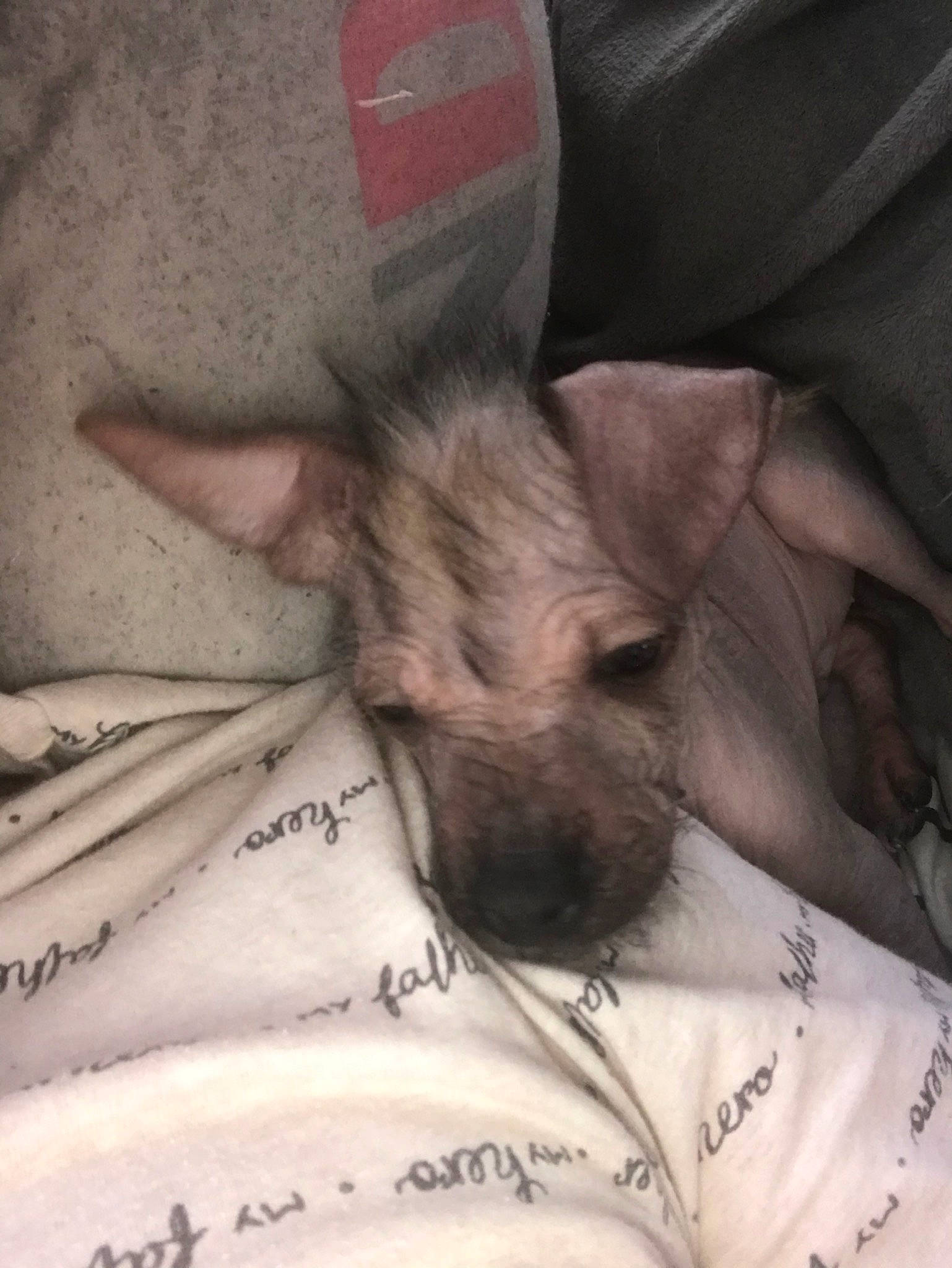 Stitch a rejoint le concours — aidez-le/la à gagner de superbes lots ! american_hairless_terrier, canidae, carnivore, cat, dog_breed, ear, fawn, felidae, mammal, mexican_hairless_dog, nap, peruvian_hairless_dog, puppy, sleep, snout, sphynx