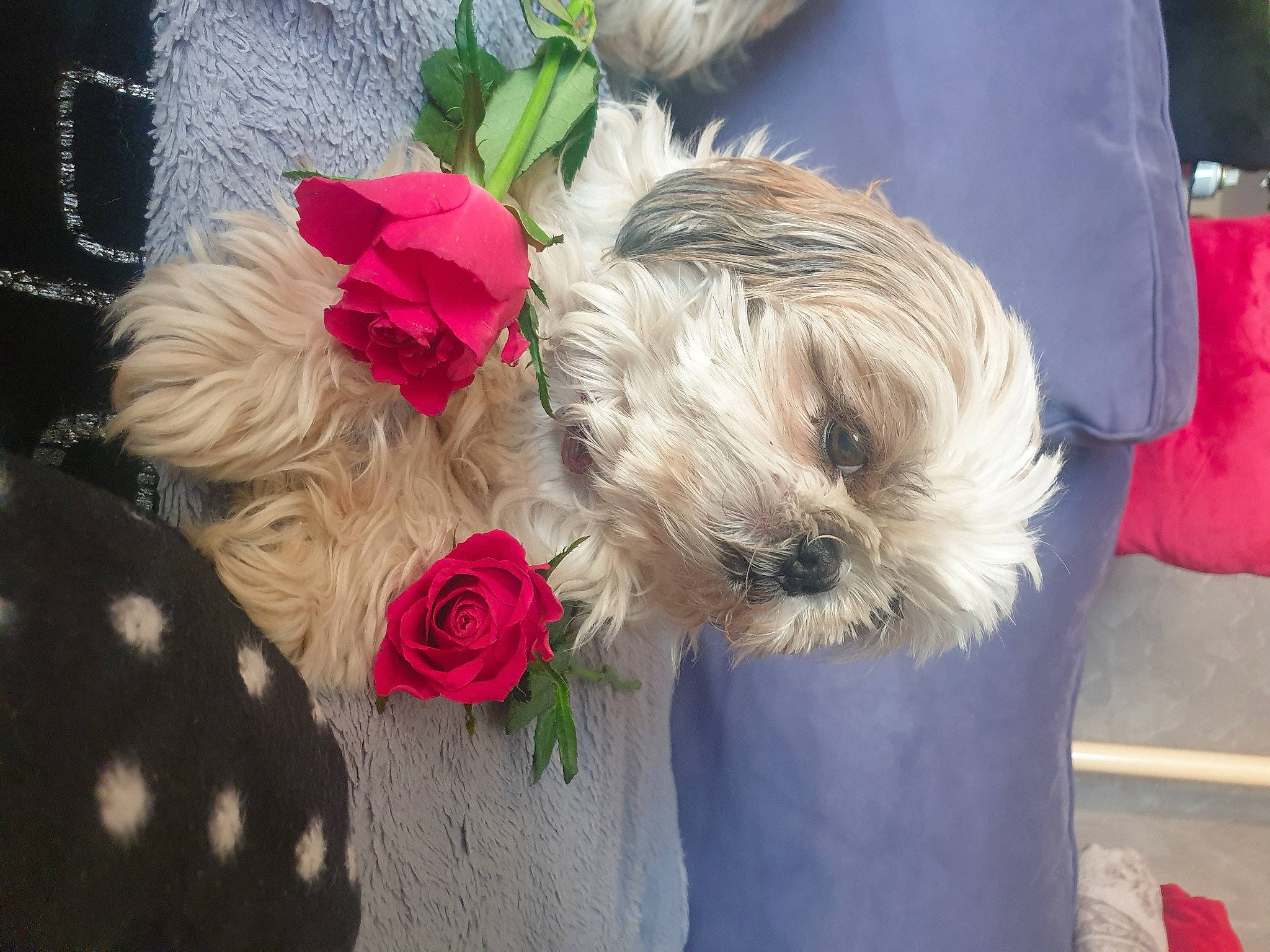 Grace participe au concours pour gagner de l'argent avec cette photo : canidae, carnivore, collar, companion_dog, dog, dog_breed, dog_clothes, dog_collar, dog_supply, fawn, flower, flower_arranging, fur, petal, plant, rose, small_terrier, snout, sporting_group, toy_dog