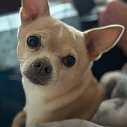 Tito is registered to the contest to win money with this photo: dog, chihuahua, pet, close_up, face, ears, eyes, blanket, indoor, cute, small_dog, animal, fur, mammal, companion, portrait, looking, resting, cozy, curious