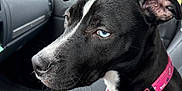 Miss Rasta is registered to the contest to win money with this photo: alert, animal, black_and_white, blue_eyes, close_up, collar, daylight, dog, inside_car, leash, nature_background, pet, pink_collar, seat, seatbelt, side_profile, sitting, tag, vehicle_interior, window