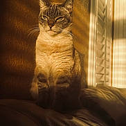 Nala is registered to the contest to win money with this photo: cat, sunlight, shadow, indoor, leather_couch, window_shutters, texture, wall, pet, feline, sitting, golden_light, portrait, calm, domestic_animal, fur, whiskers, relaxation, home, warm