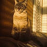 cat, sunlight, shadow, indoor, leather_couch, window_shutters, texture, wall, pet, feline, sitting, golden_light, portrait, calm, domestic_animal, fur, whiskers, relaxation, home, warm