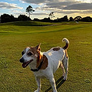 Jellybean joined the competition — help win amazing prizes! dog, canine, pet, grass, field, outdoor, sunset, sky, clouds, nature, animal, happy, fur, collar, tail, ears, walking, park, daylight, landscape