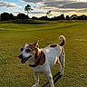 dog, canine, pet, grass, field, outdoor, sunset, sky, clouds, nature, animal, happy, fur, collar, tail, ears, walking, park, daylight, landscape