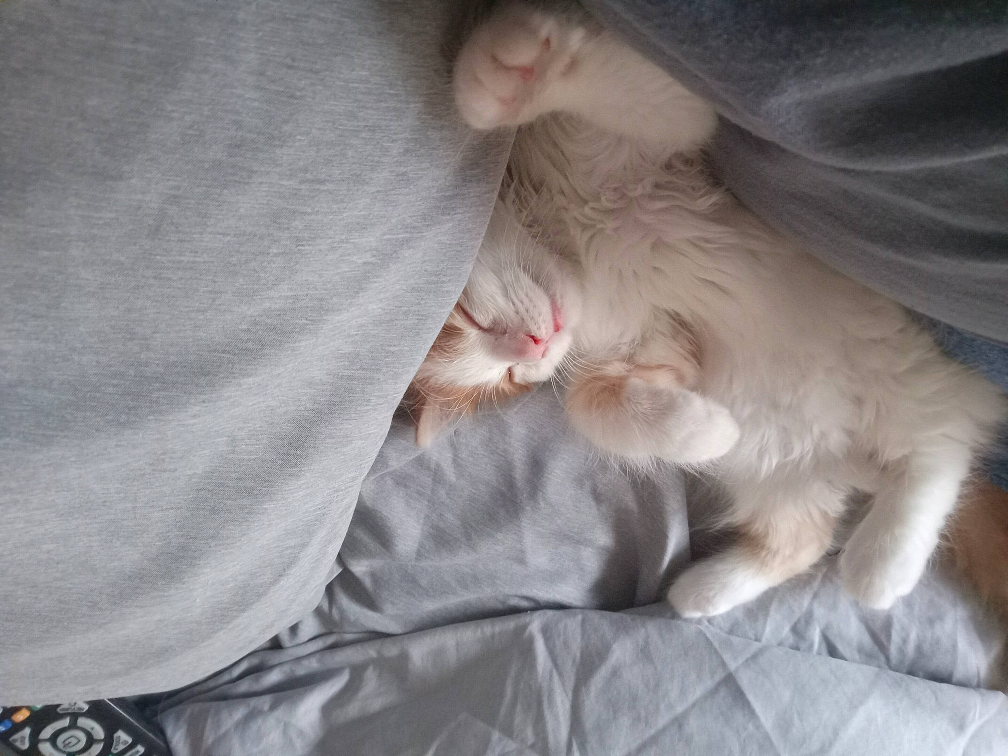 Nala joined the competition — help win amazing prizes! canidae, carnivore, cat, comfort, companion_dog, dog_breed, domestic_short_haired_cat, ear, fawn, felidae, fur, gesture, grey, linens, nap, paw, small_to_medium_sized_cats, snout, tail, whiskers