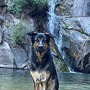 Clyde a rejoint le concours — aidez-le/la à gagner de superbes lots ! dog, water, waterfall, rocks, nature, outdoor, animal, canine, standing, fur, wet, pool, scenery, landscape, wild, calm, forest, stream, river, adventure