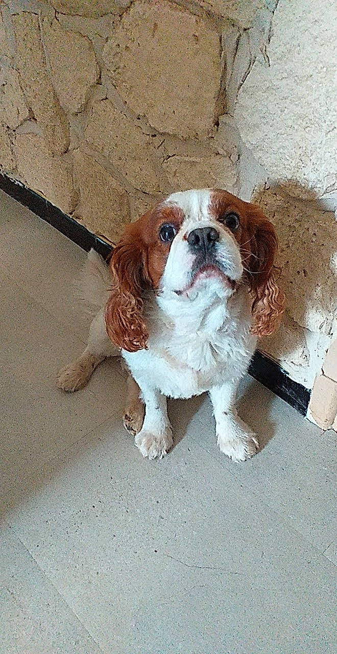 Marcel a rejoint le concours — aidez-le/la à gagner de superbes lots ! ancient_dog_breeds, art, canidae, carnivore, companion_dog, dog, dog_breed, fawn, flooring, fur, king_charles_spaniel, leash, liver, non_sporting_group, snout, sporting_group, tail, toy, working_animal, working_dog