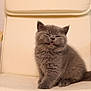 kitten, gray_cat, fluffy, pet, feline, chair, indoor, cute, animal, young_cat, small, sitting, fur, whiskers, tail, domestic_animal, expression, playful, comfort, household