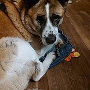Frankie joined the competition — help win amazing prizes! dog, animal, indoor, floor, wood, denim, paws, fur, pet, canine, relaxed, laying_down, brown, white, closeup, face, ears, toy, quiet, home