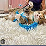 animal, background, bell, blue_feathers, carpet, cat, collar, cute, feather_toy, fluffy_rug, green_eyes, home, indoor, person, pet, playful, rolling_over, striped_fur, tabby_cat, whiskers