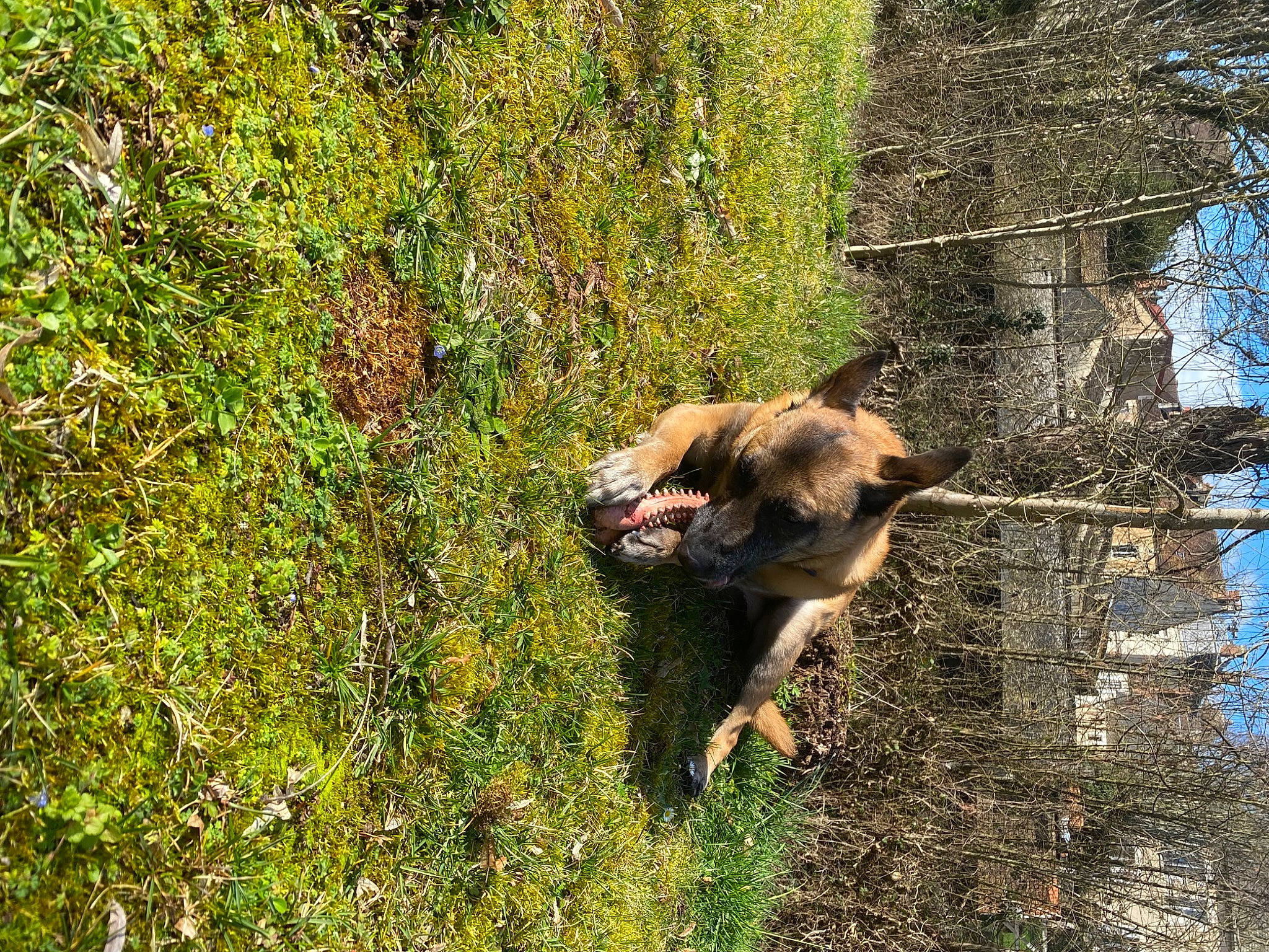 Nj participe au concours pour gagner de l'argent avec cette photo : carnivore, dog, dog_breed, east_european_shepherd, fawn, forest, german_shepherd_dog, grass, groundcover, liver, old_german_shepherd_dog, plant, snout, tail, terrestrial_animal, tree, trunk, wildlife, wood, working_animal