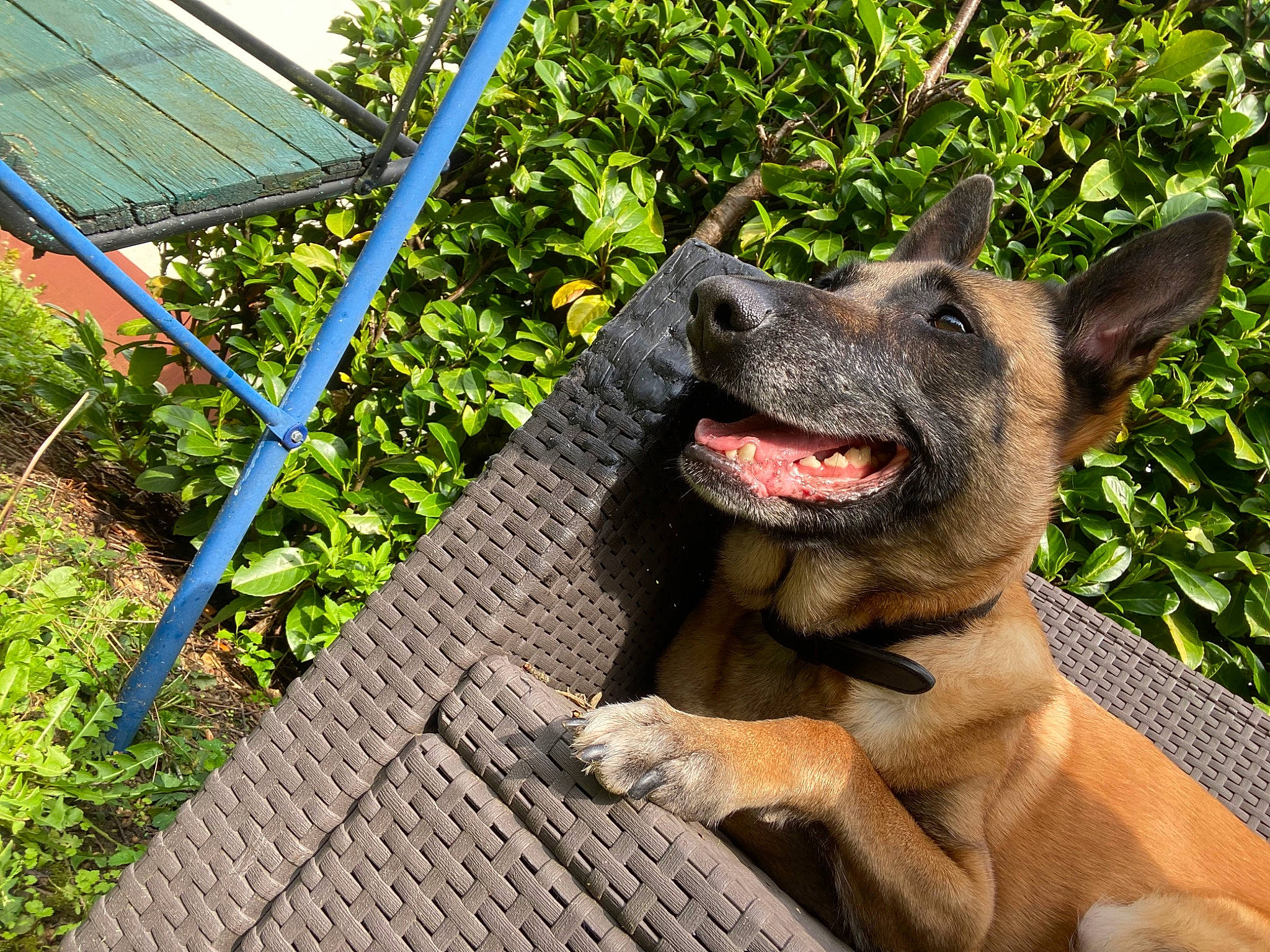 Nj a rejoint le concours — aidez-le/la à gagner de superbes lots ! canidae, carnivore, collar, companion_dog, dog, dog_breed, dog_collar, east_european_shepherd, fang, fawn, grass, guard_dog, herding_dog, plant, shade, sporting_group, terrestrial_animal, wood, working_animal, working_dog