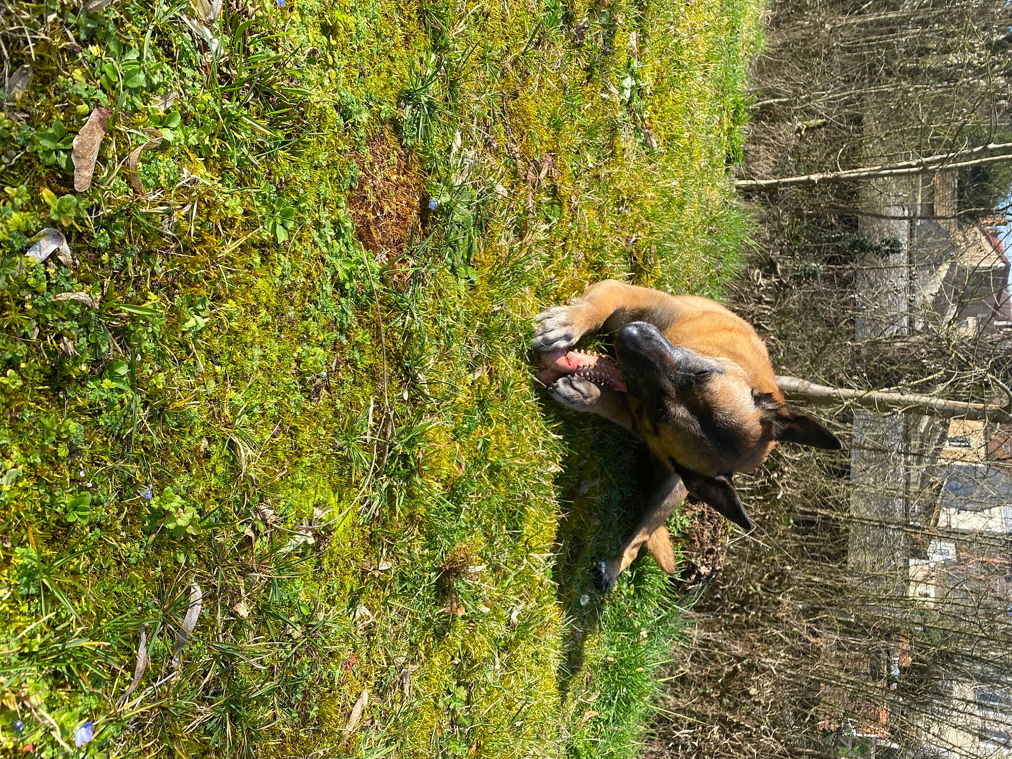 Nj participe au concours pour gagner de l'argent avec cette photo : adventure, beak, dog_breed, forest, grass, groundcover, jungle, landscape, liver, livestock, pack_animal, people_in_nature, plant, shrub, shrubland, soil, terrestrial_animal, tree, wildlife, working_animal