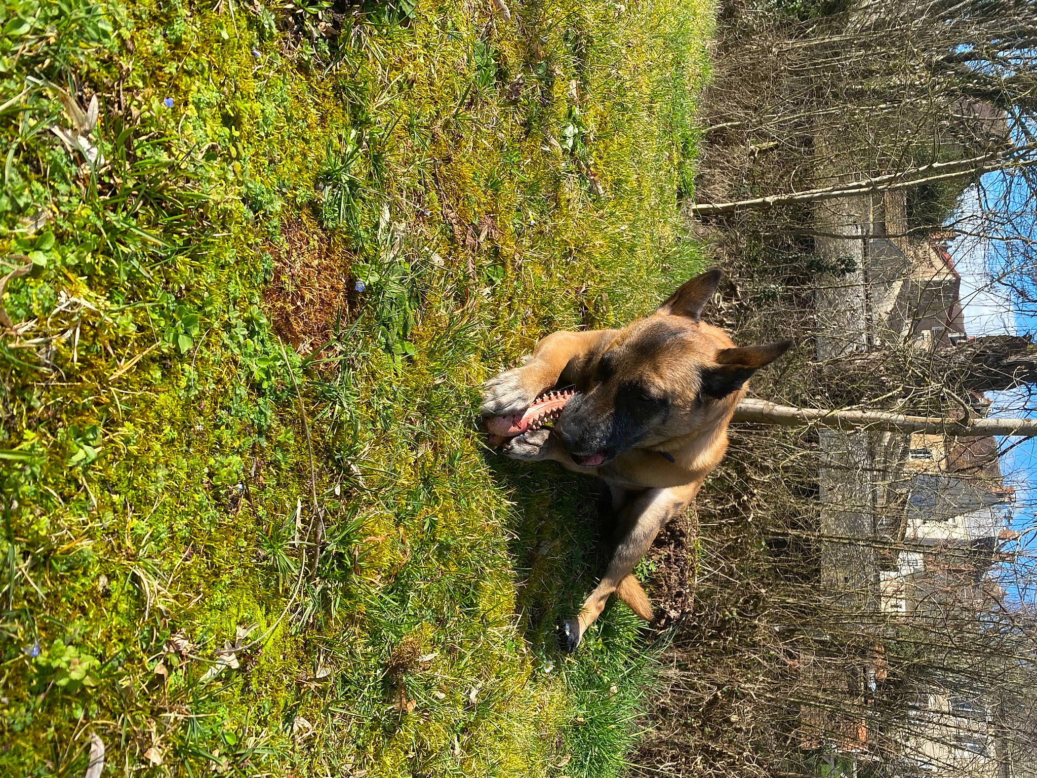 Nj a rejoint le concours — aidez-le/la à gagner de superbes lots ! canidae, carnivore, dog, dog_breed, fawn, german_shepherd_dog, grass, groundcover, old_german_shepherd_dog, plant, shrub, sky, snout, sporting_group, tail, terrestrial_animal, tree, trunk, wildlife, working_animal