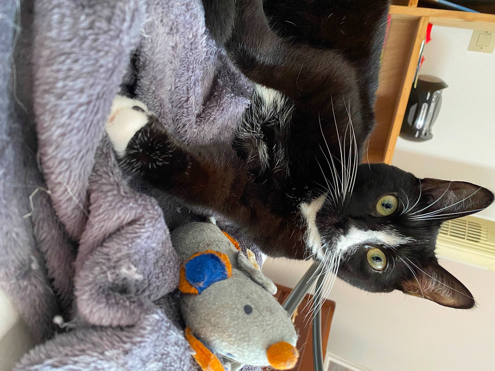 Oreo a rejoint le concours — aidez-le/la à gagner de superbes lots ! black_cat, carnivore, cat, cat_supply, cat_toy, claw, collar, comfort, domestic_short_haired_cat, felidae, fur, grey, plush, small_to_medium_sized_cats, snout, stuffed_toy, tail, toy, vertebrate, whiskers